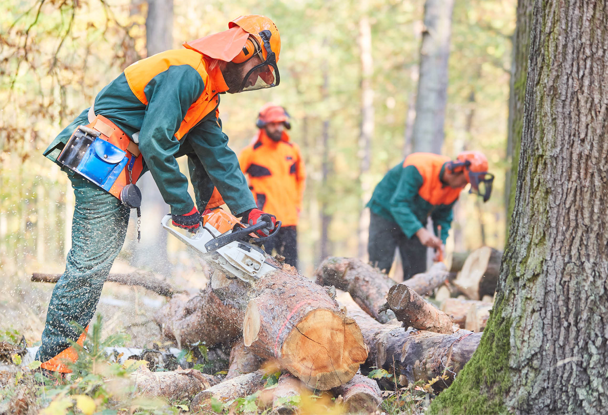 Skogsarbetare som kapar träd med motorsåg