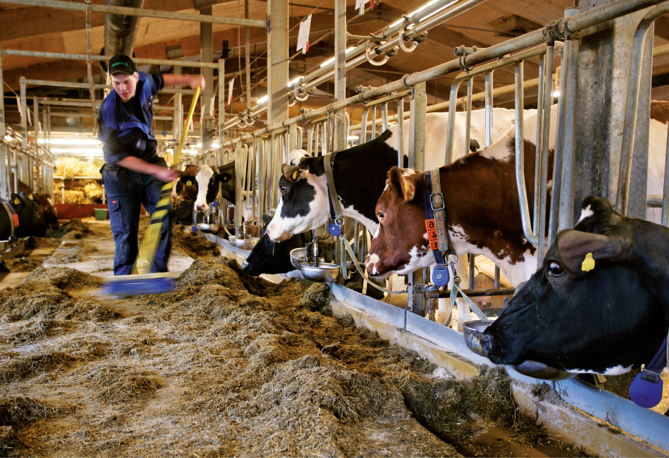 Lantbrukare utfodrar kor i ladugård